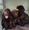 Labradoodle welpen f1 in schoko