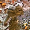 Baumstreifenhörnchen-Kinder abzugeben!