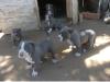American-Pitbull-Blue-Line-Welpen