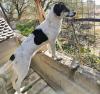 Lissy sucht ein passendes Zuhause
