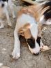 Lagatha sucht ein passendes Zuhause