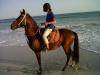 Reiten in Salalah,  Oman