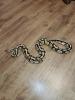 Python Regius Firefly