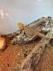 Bartagame mit Terrarium 