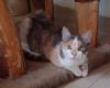Coco – Glückskatze sucht dringend glückliches Zuhause! (aus dem Tierschutz /  gec