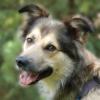 JOVI - männlich  3 Jahre  58 cm  28 kg  Collie-Mix  Gechipt  Kastriert