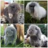supersüße Teddywidder,  Zwergwidder,  Zwergkaninchen 