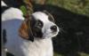 Loupie sucht ein passendes Zuhause