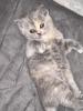 Britisch Kurzhaar Kitten