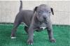 Superkleine Süße kraftvolle Reinrassige American Welpen Blue-Line Pit Bull Terri