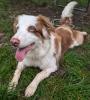 VIANIA - Australian Sheperd - 11 Monate - Tierhilfe-Franken e.V.