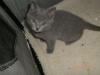Chartreux-Kartäuser-Katzen mit Stammbaum