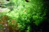 Quirlblättriges Perlenkraut,  Bündel,  Aquarienpflanzen (Versand/  Abholung)