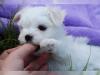 malteser welpen