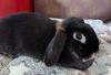 KIRA - Zwergkaninchen - 3 Jahre - Tierhilfe-Franken e.V.