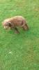 Labradoodle welpen f1 in schoko