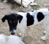 Linda sucht ein passendes Zuhause