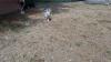 Australian shepherd welpen 