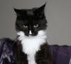 Maine Coon Kitten mit Stammbaum