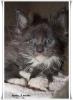 Traumhafte und typvolle Maine Coon Pinseläffchen mit Stammbaum