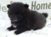 Pomerainanhündinwelpe black with white markings