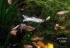 Guppy Mixe (Versand/  Abholung)