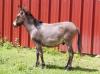 Shettys,  Ponys,  Reit- und Fahrpferde