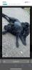 Rassen hunde cane corso #