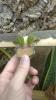 Phelsuma standingi