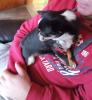 Kleine Süße Pomchi Hündin