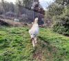Palita sucht ein passendes Zuhause
