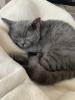 zwei liebe BKH Kitten lilac + blue,  weiblich