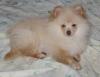 Hübsche Pomchi Zwergspitz Welpen in creme und schoko !