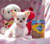 Typvolle Reinrassige Chihuahua Babys mini fur 185 euro