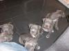 Reinrassige American Pitbull Blueliner Welpen.