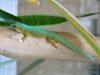 Taggeckos (Phelsumen),  div. Nachzuchten