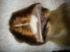 T-Part Lace Wig ECHTHAARPerücke Hellblond #613 dunkles Rooting,  Makel