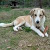 Linus - sucht ein hundeerfahrenes Koerbchen