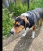 Tamino sucht ein passendes Zuhause