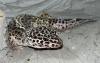 1.3 Leopardgeckos