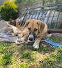 Bibi sucht ein passendes Zuhause
