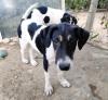 Linda sucht ein passendes Zuhause