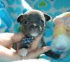 Typvolle Reinrassige Chihuahua Babys mini fur 185 euro