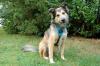 JOVI - Collie-Mix - 3 Jahre - Tierhilfe-Franken e.V.