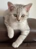 Bkh Kitten mit offenen Stammbaum blg.“B“