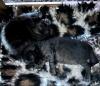 Bengalen aus liebevoller Zucht mit TICA-Stammbaum melanistic und brown spotted