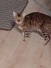Bengal Kater  3jahre alt