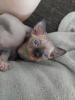 Canadian Sphynx Kitten