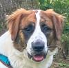 PATCH - männlich  1 Jahr  63 cm  35 kg  Mix  Gechipt  Nicht kastriert