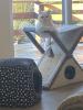 4 Kleine BKH-Kitten suchen ab dem 22.06.2023 ein liebevolles Zuhause